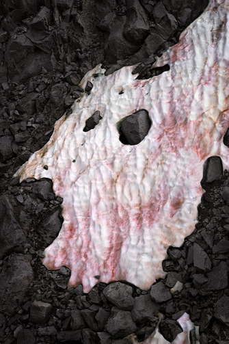 Thomas Wrede, Presena Gletscher Blutschnee #2 (aus der Serie "Gletscherprojekt"), 2020, &copy; Thomas Wrede + VG Bild-Kunst