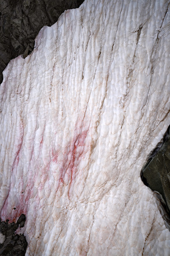 Thomas Wrede, Presena Gletscher Blutschnee #3 (aus der Serie "Gletscherprojekt"), 2020, &copy; Thomas Wrede + VG Bild-Kunst