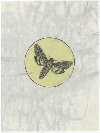 Stefan à Wengen, Death's head hawk-moth, 2011