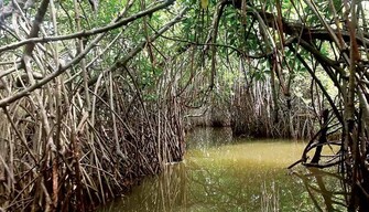 Sonia Mehra Chawla, Moving Inwards (Bone Trees and Fluid Spaces), 2015, &copy; Sonia Mehra Chawla