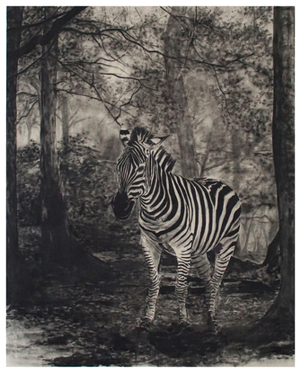 Stefan à Wengen, Zebra 2, 2023