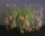 Michael Wesely, Stilleben, 28.4.-5.5.2009, &copy; Michael Wesely, VG Bild-Kunst, Bonn 2024