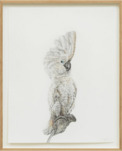Svenja Schüffler, Schrödinger's Bird 15 (from the series: An Experiment on a Bird), 2021