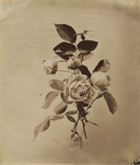 August Kotzsch, Damask Rose with Buds, c. 1870, &copy; August Kotzsch