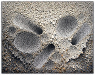 Kwang Young Chun, Aggregation 15-JL039, 2015