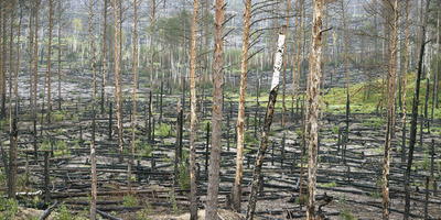 „Wälder. Von der Romantik in die Zukunft“