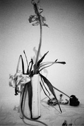 Leiko Ikemura, Flower, 2009, &copy; Leiko Ikemura, VG Bild-Kunst, Bonn 2024