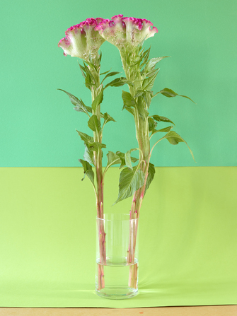 Annette Kelm, Cockscomb (Dancing), 2021, &copy; Annette Kelm, courtesy Esther Schhipper, Berlin/ Paris/ Seoul